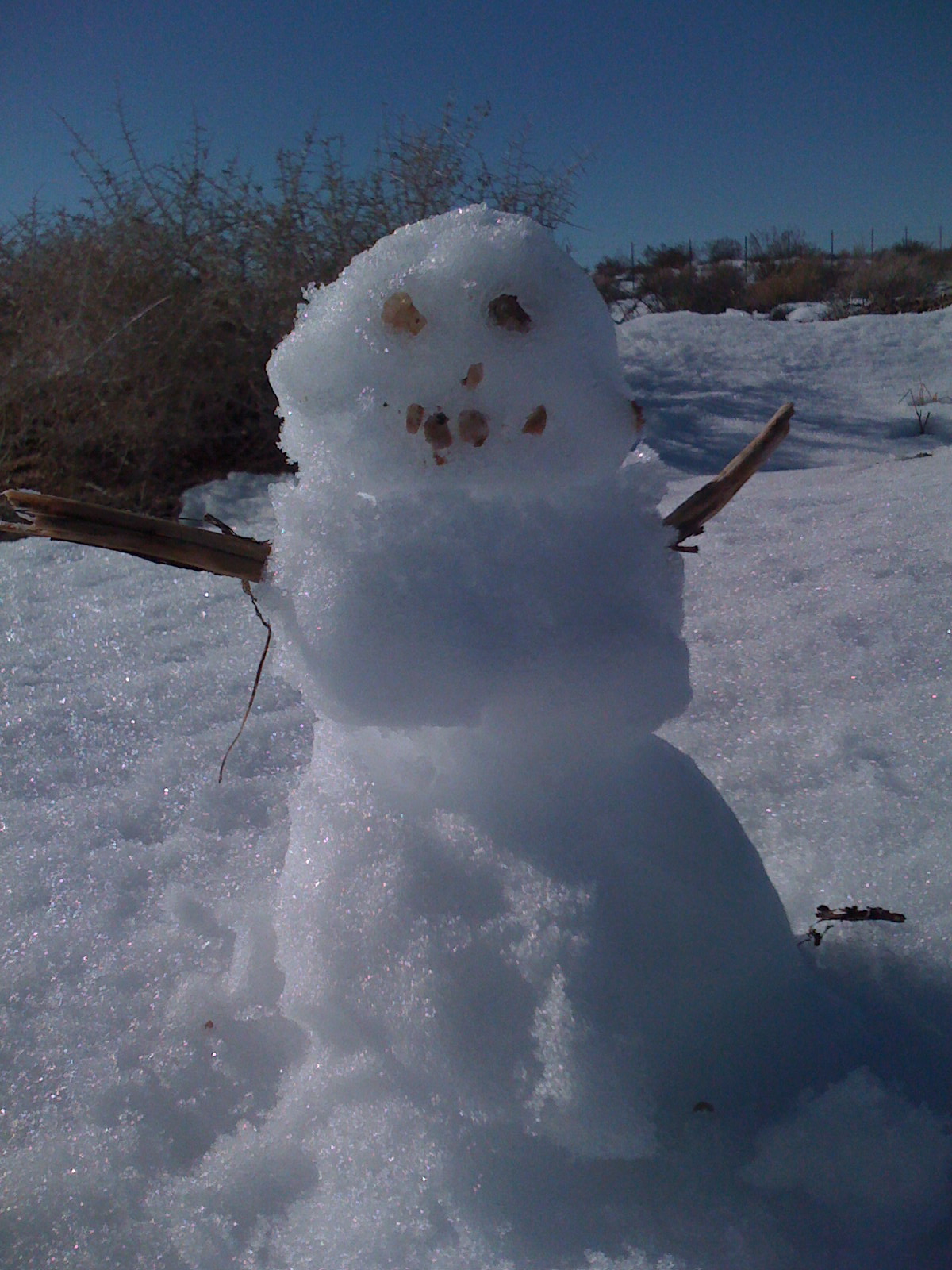 Rare Andean Snow Beast